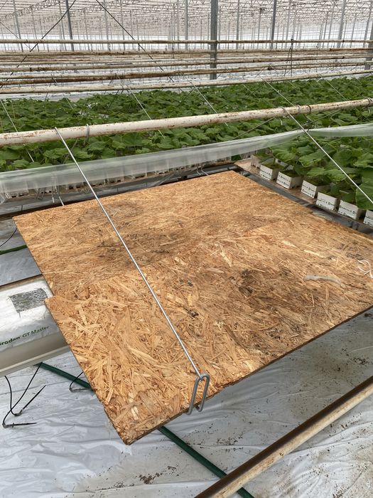 Stoły do produkcji rozsady ogórka/pomidora szklarniowego