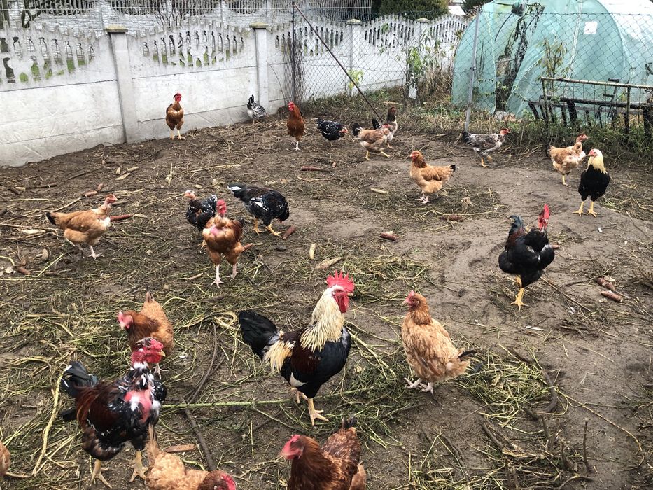 Sprzedam młode koguty gołoszyjki