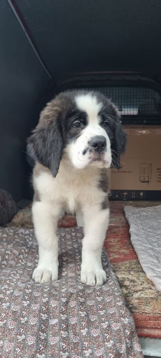 Щенки Сенбернара