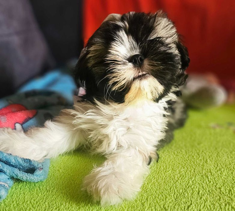 Shih Tzu - chłopiec