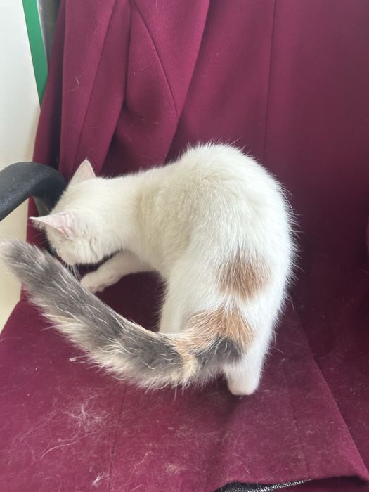 Кішка киця кошеня