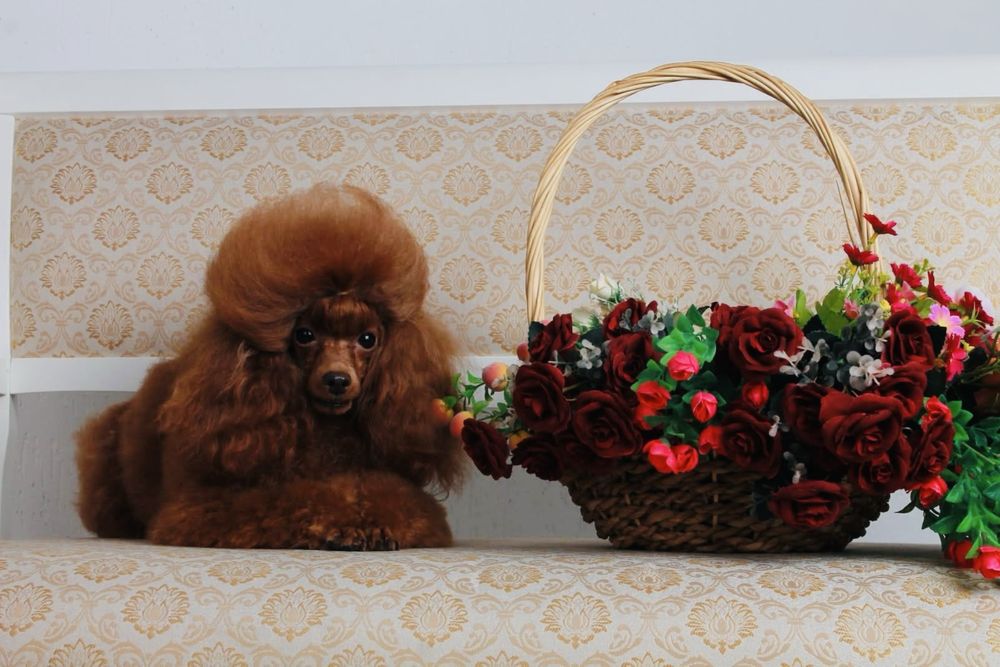 Дівчинка міініатюра fci пудель