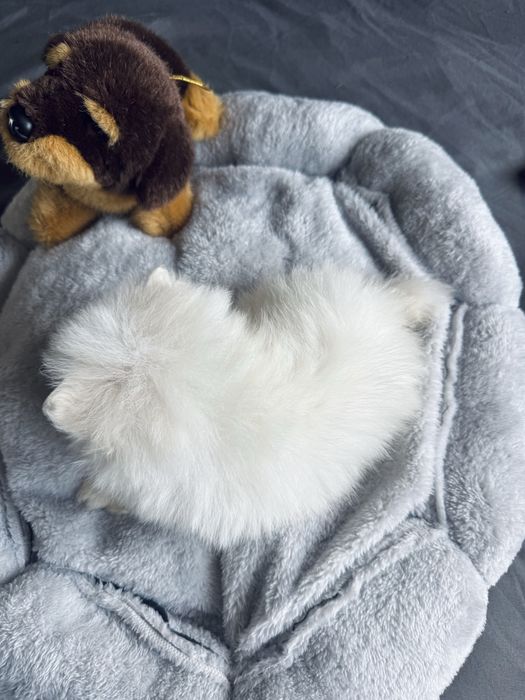 **Nachos**Szpic miniaturowy, pomeranian, malutki piesek