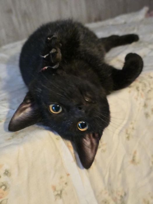 Najsłodszy kot kociak kocurek do adopcji