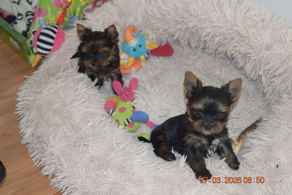 SUCZKA YORKSHIRE TERRIER - czteropokoleniowy rodowód