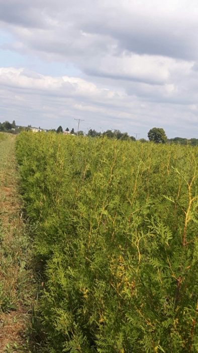 Tuja tuje Szmaragd 80-,400cm. od 10 zł kopana -20% wiosenna promocja