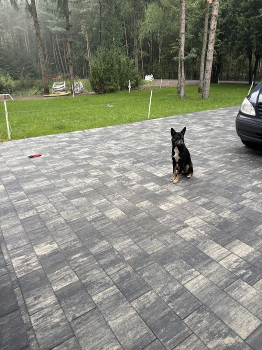Pies  Łajka zachodniosyberyjska /Basenji
