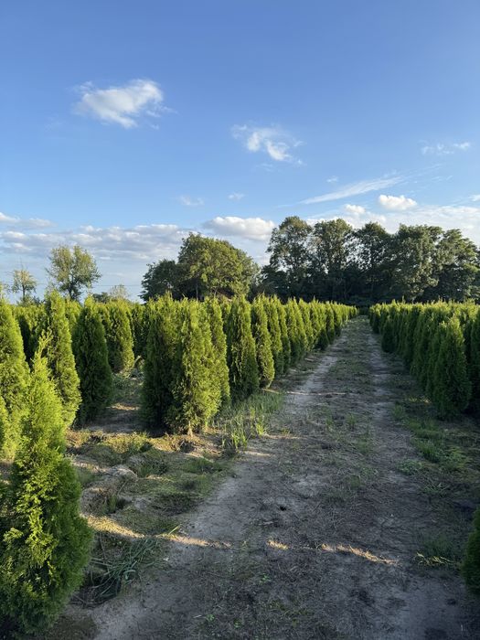 Gęsta Tuja Szmaragd 170-180cm Dostawa Sadzenia Producent