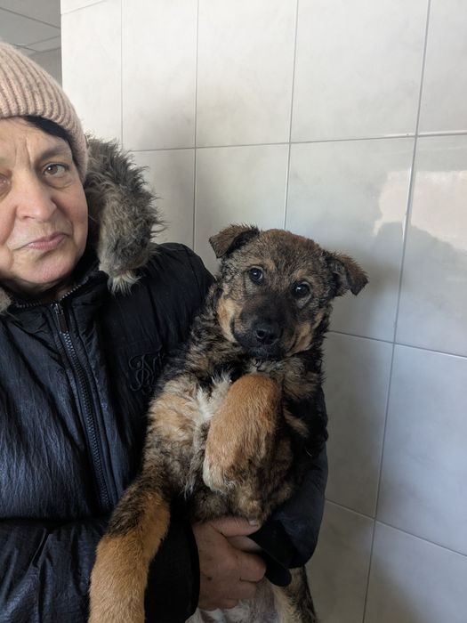 Щеня Стася шукає родину