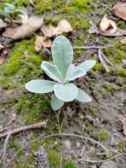 Sprzedam sadzonki firletki