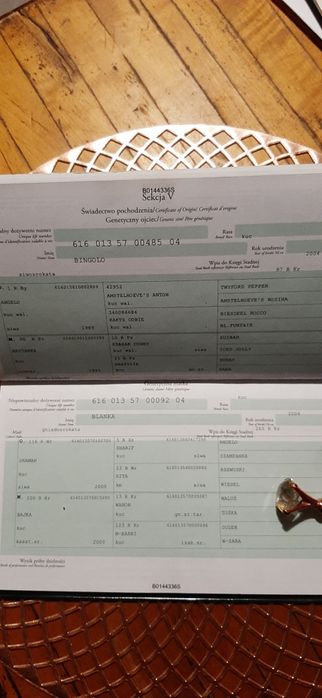 Polski kuc wierzchowy  z licencją