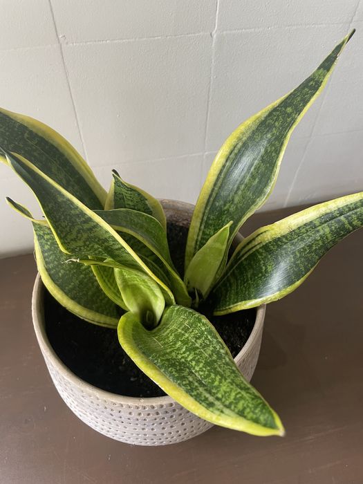 Espada de Santa Barbara | Snake Plant