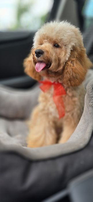 Cavapoo/ piękna dziewczynka
