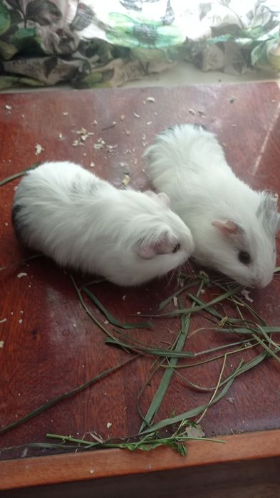 Гризунчики свинки.