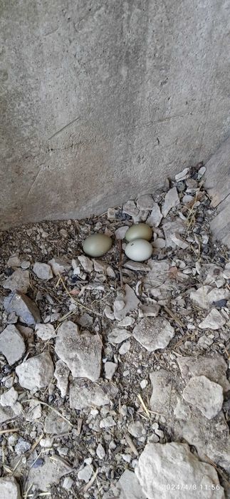 Продам фазанів цього року