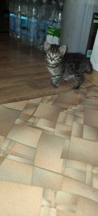 Віддам кошенят в гарні руки.