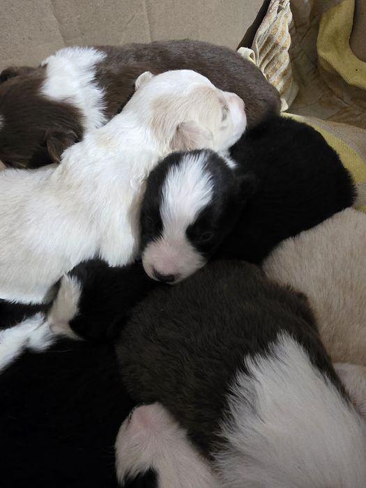 Бордер коллі щенки