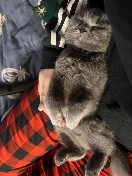 Віддам Кошеня 3 місяці