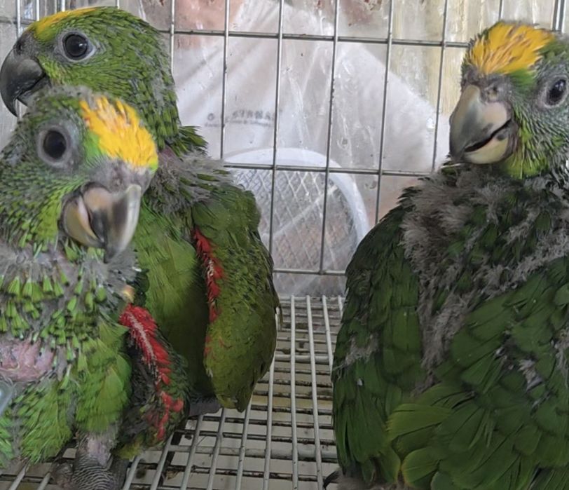 Papagaios bebés e adultos
