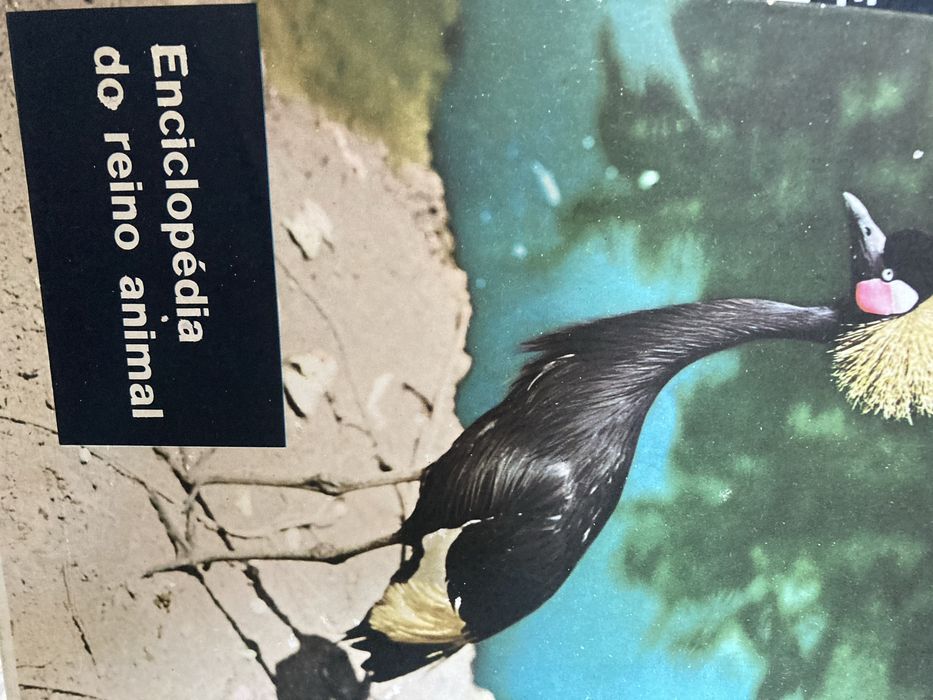Enciclopédias Verbo Juvenil e Reino Animal