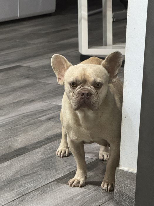 Menina buldog frances lilac