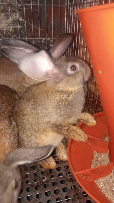 Coelhos Caseiros