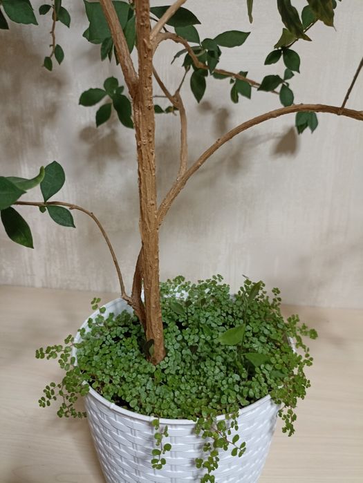 Брунфельсія Вчора Сьогодні Завтра/ велика рослина