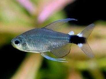 Hyphessobrycon elachys - Bystrzyk słoneczny