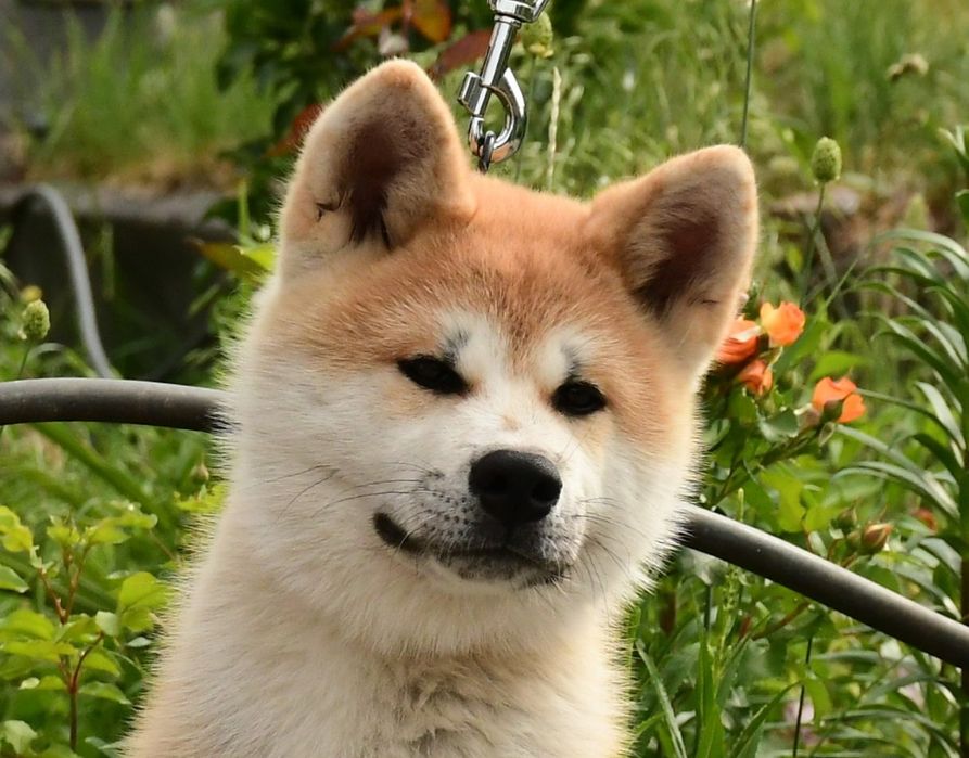 Акита ину, кобель,  Подросток.
