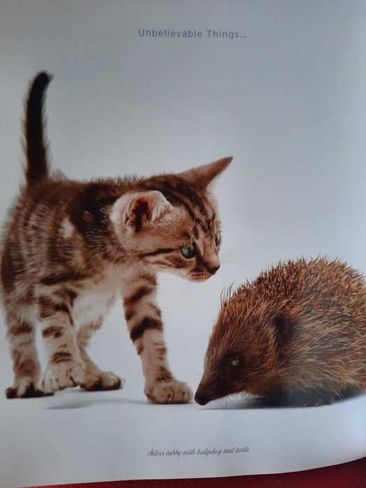 A CAT'' S LIFE edicao de soberbas fotografias  by Jane Burton