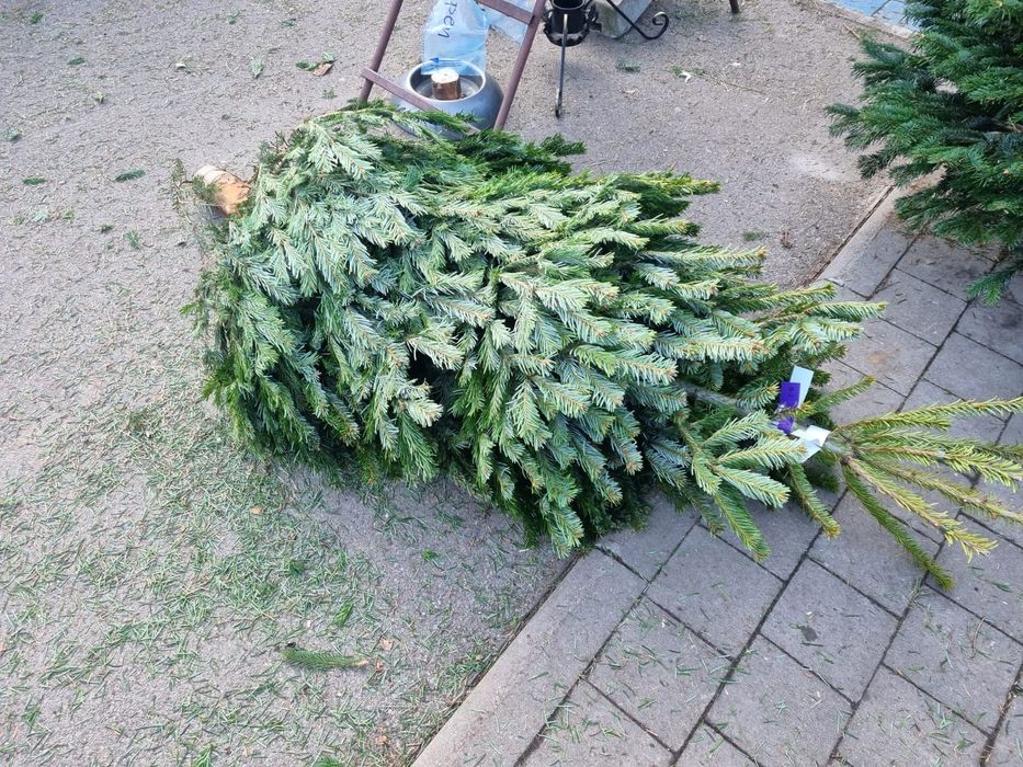 Choinki  ciete z grudnia Ok. 200 szt