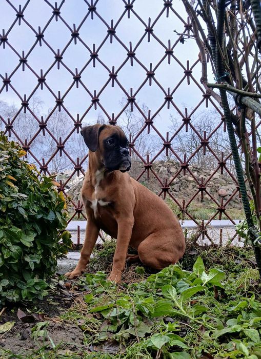 Bokser suczka 4 miesiące