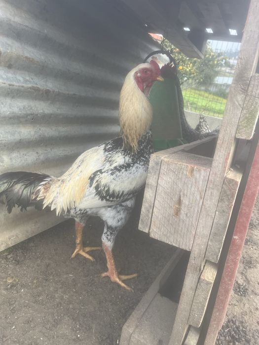 Ovos galados de varias racas