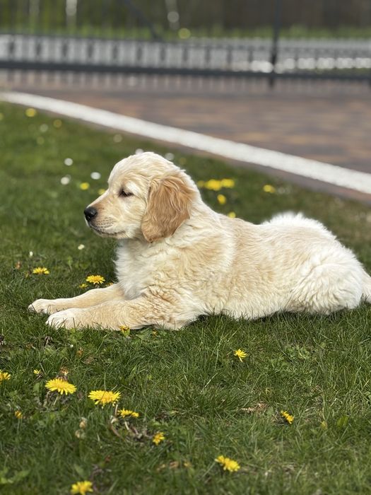 Golden Retriever