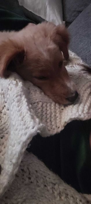 Cadelinha para adopção