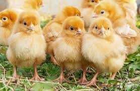 Продам яйце курей Супер Харко для інкубації. П