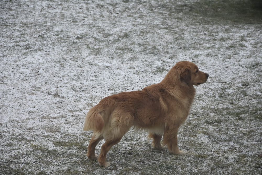 Golden Retriever Reproduktor