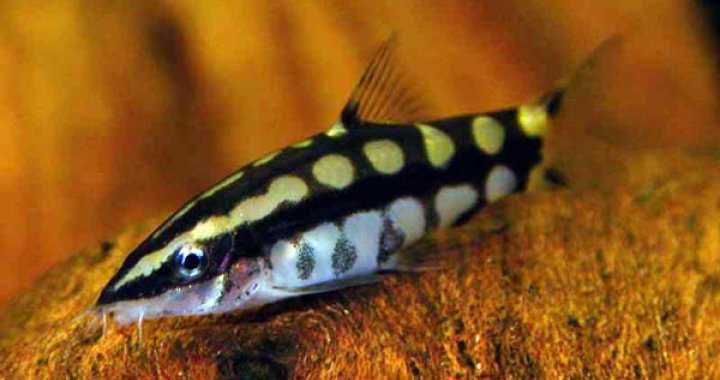 GB Bocja Karłowata - dowóz ryb!