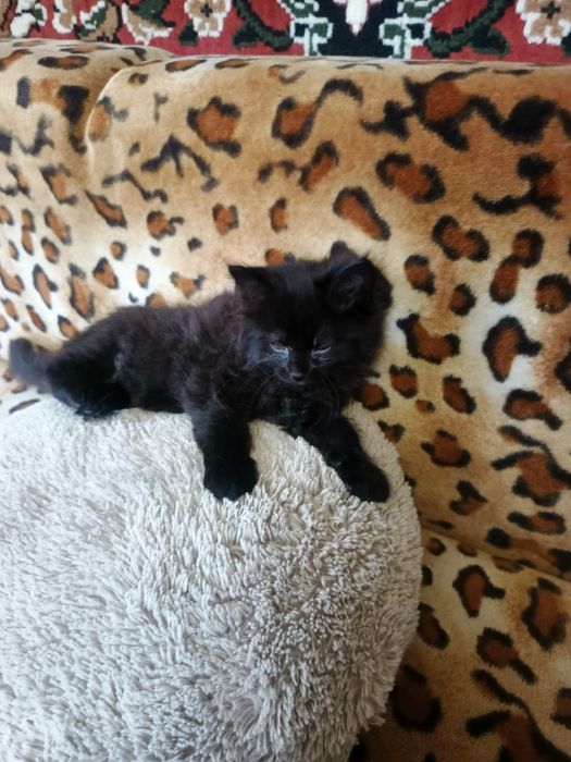 Котята бесплатно