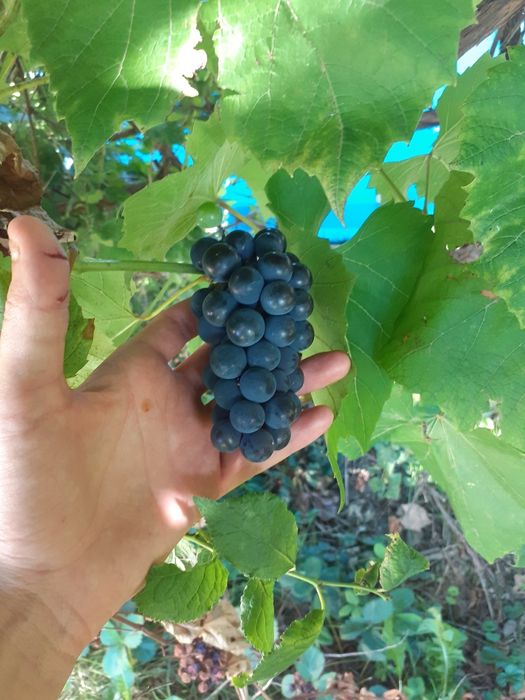 ZIELONE Orzechy Włoskie i Różne Owoce