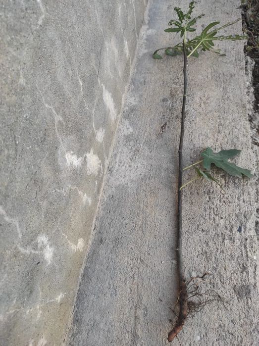 Саженцы инжира .