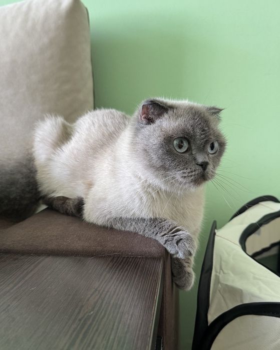 Котики шотландські висловухі
