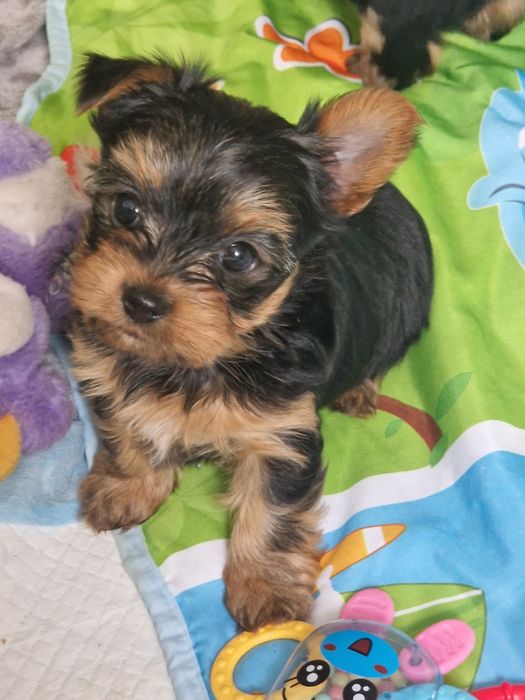 Yorkshirre terrier szczeniak  rezerwacja