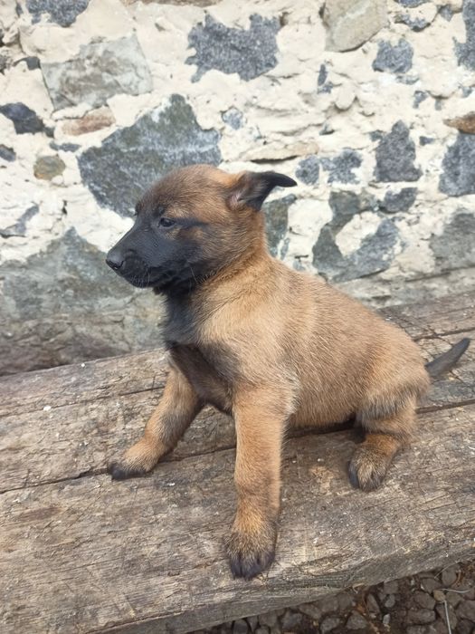 Щенки бельгійської вівчарки малінуа