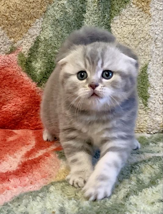 Скоттиш Фолд малыш