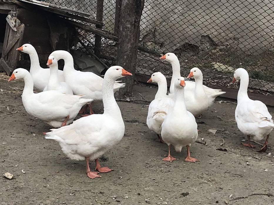 Інкубаційне яйце гусей породи Мамут