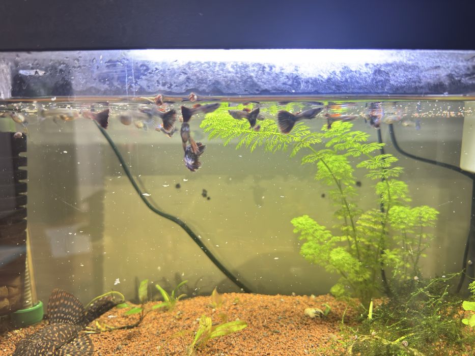 Platinum Red Mosaic Big Ears Fancy Guppy