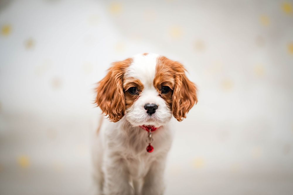 Cavalier king charles spaniel suczka