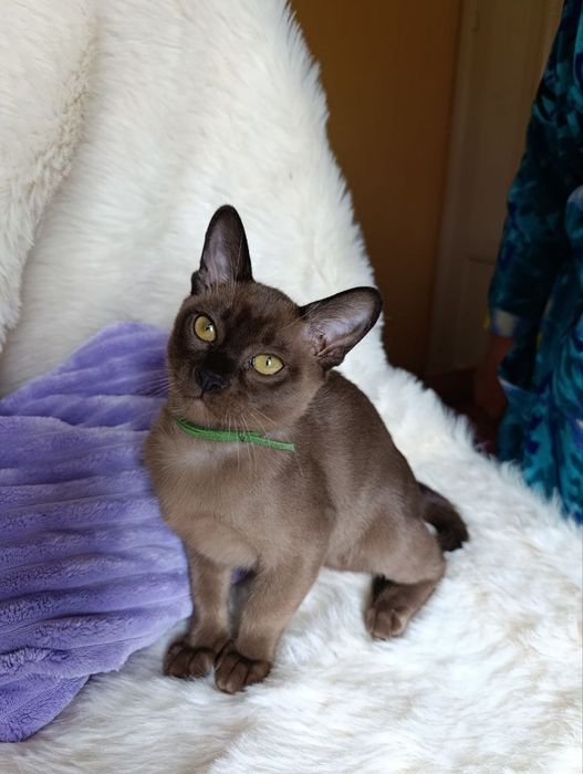 Бурма котик мальчик
