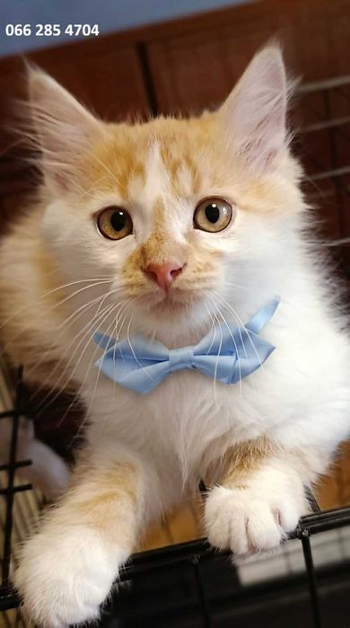 Котята котики кошки красивые  бесплатно в дар
